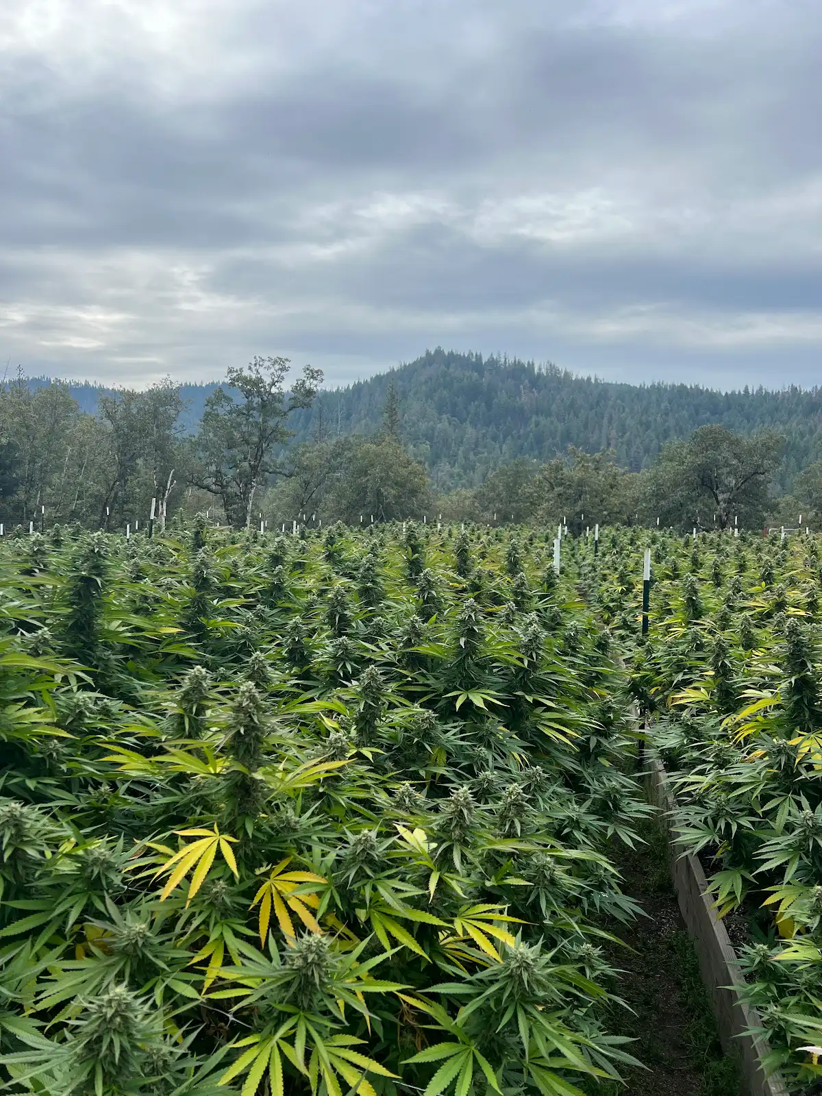 Tiger Gardens rows with Trinity County hills behind them