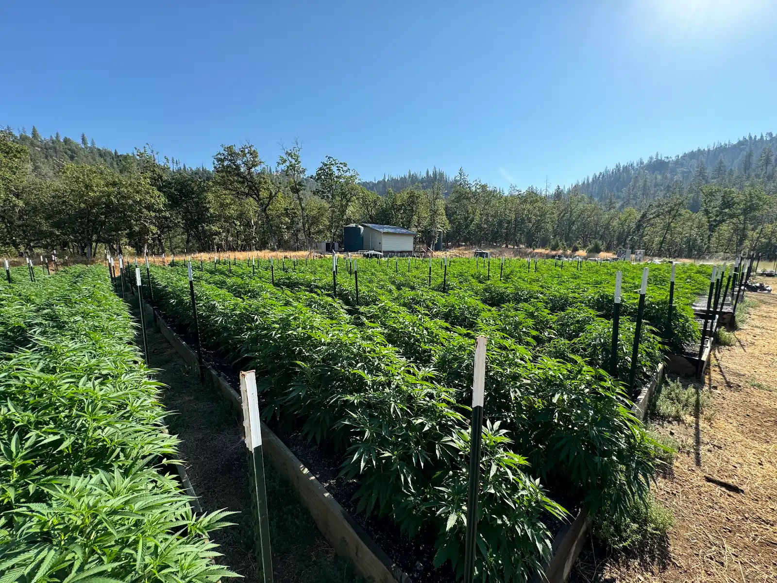 Wide view of the outdoor garden under a blue sky