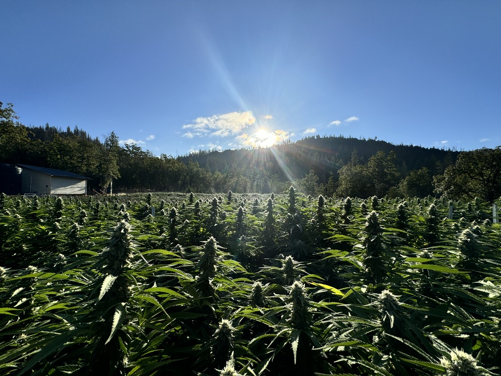 Tiger Gardens field beneath the Trinity County mountains at sunrise